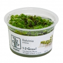 Salvinia minima - Kleinohriger Schwimmfarn | In-Vitro