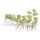 Salvinia minima - Kleinohriger Schwimmfarn | In-Vitro