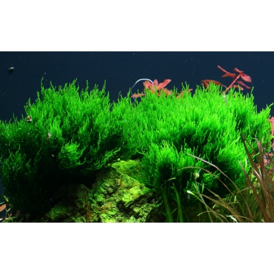 Taxiphyllum Flame - Flammenmoos