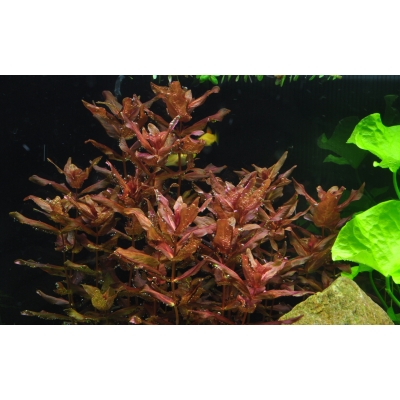 Rotala macrandra - Dichtblättrige Rotala | In-Vitro