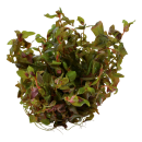 Rotala macrandra - Dichtblättrige Rotala | In-Vitro