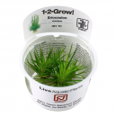 Eriocaulon cinereum | B-Ware