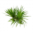 Eriocaulon cinereum | B-Ware