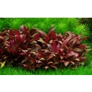 Alternanthera reineckii Mini - Mini Papageienblatt |...