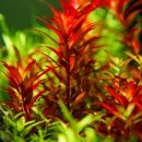 Rotala rotundifolia Blood Red - Rundblättrige Rotala...