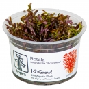 Rotala rotundifolia Blood Red - Rundblättrige Rotala...