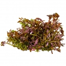 Rotala rotundifolia Blood Red - Rundblättrige Rotala | In-Vitro