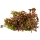 Rotala rotundifolia Blood Red - Rundblättrige Rotala | In-Vitro