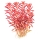 Rotala rotundifolia Blood Red - Rundblättrige Rotala | In-Vitro