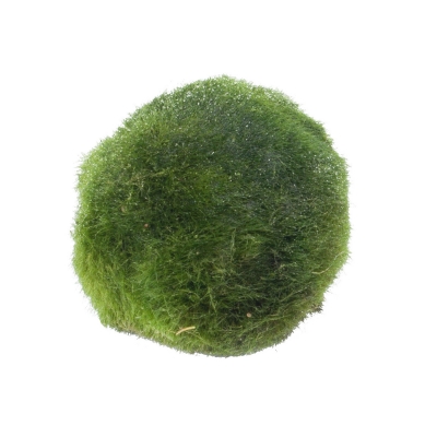 Tropica Mooskugel 1 Stück | Aegagropila linnaei