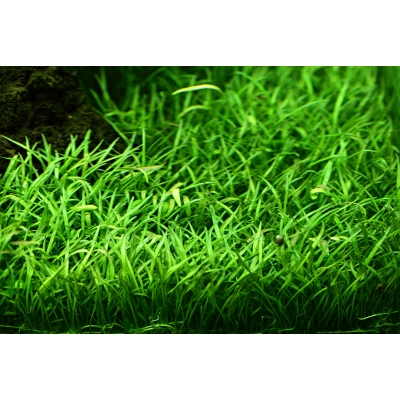 Lilaeopsis brasiliensis Brasilianische Graspflanze InVitro Trop