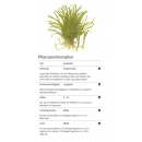 Lilaeopsis brasiliensis - Brasilianische Graspflanze | In-Vitro