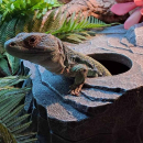 Terra Della Reptilienversteck Felsen | Wetbox - Größe S