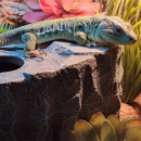 Terra Della Reptilienversteck Felsen | Wetbox - Größe S