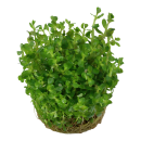 Rotala Bonsai - Indische Rotala | In-Vitro