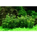 Rotala Bonsai - Indische Rotala | In-Vitro