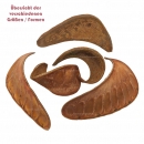 Hornschote natur
