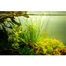 Sagittaria subulata Needle Leaf | B-Ware