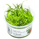 Sagittaria subulata Needle Leaf | B-Ware