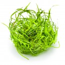 Sagittaria subulata Needle Leaf | B-Ware