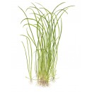 Sagittaria subulata Needle Leaf | B-Ware