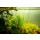 Sagittaria subulata Needle Leaf | B-Ware