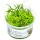 Sagittaria subulata Needle Leaf | B-Ware