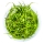 Sagittaria subulata Needle Leaf | B-Ware