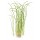 Sagittaria subulata Needle Leaf | B-Ware