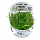 Helanthium Quadricostatus - Zwergschwertpflanze | B-Ware