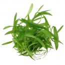 Helanthium Quadricostatus - Zwergschwertpflanze | B-Ware