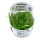Helanthium Quadricostatus - Zwergschwertpflanze | B-Ware