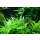Helanthium Quadricostatus - Zwergschwertpflanze | B-Ware