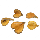 Garnelengarten® Mini Elefantenohren - 5 Stück