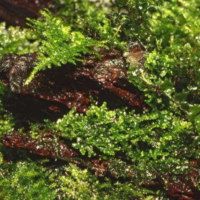 Riccardia chamedryfolia - Korallenmoos | In-Vitro