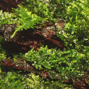 Riccardia chamedryfolia - Korallenmoos | In-Vitro