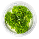 Riccardia chamedryfolia - Korallenmoos | In-Vitro