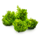 Riccardia chamedryfolia - Korallenmoos | In-Vitro