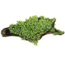 Riccardia chamedryfolia - Korallenmoos | In-Vitro