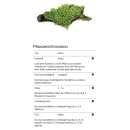 Riccardia chamedryfolia - Korallenmoos | In-Vitro