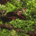 Riccardia chamedryfolia - Korallenmoos | In-Vitro