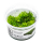 Riccardia chamedryfolia - Korallenmoos | In-Vitro