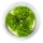 Riccardia chamedryfolia - Korallenmoos | In-Vitro