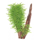 Taxiphyllum Spiky - Spiky Moos | In-Vitro