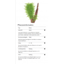 Taxiphyllum Spiky - Spiky Moos | In-Vitro