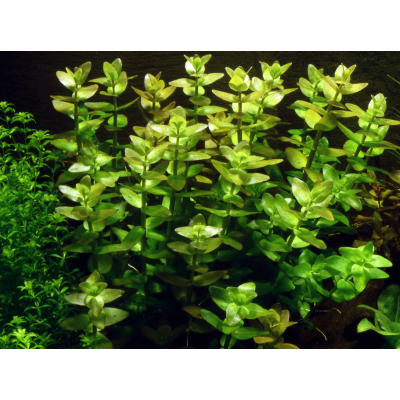 B-Ware | Bacopa caroliniana - Großes Fettblatt
