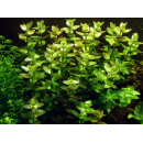 B-Ware | Bacopa caroliniana - Großes Fettblatt