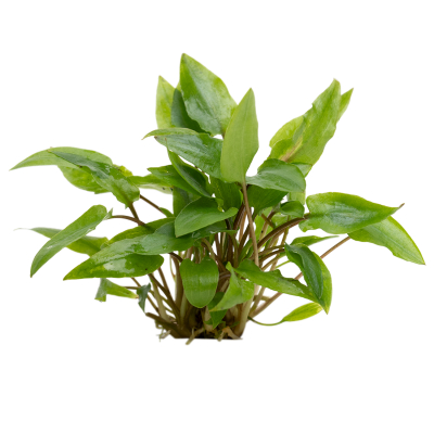 Cryptocoryne wendtii ‘Green’ | Topf-Pflanze
