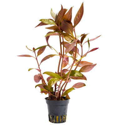 Alternanthera reineckii Lila | Topf-Pflanze