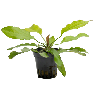 Echinodorus Red Diamond | Topf-Pflanze